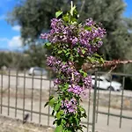 ヴィラ Mariza Corfu Kamara (Corfu)