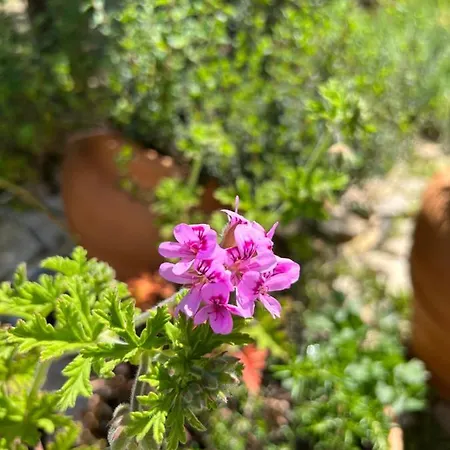Mariza Corfu