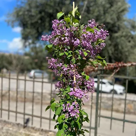 בית נופש Mariza Corfu Kamara (Corfu)