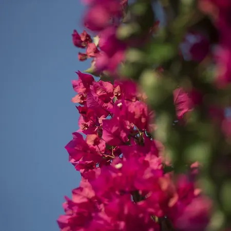 Mariza Corfu 別荘 Kamara (Corfu)