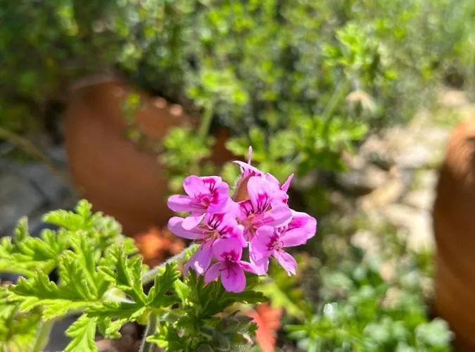 Mariza Corfu