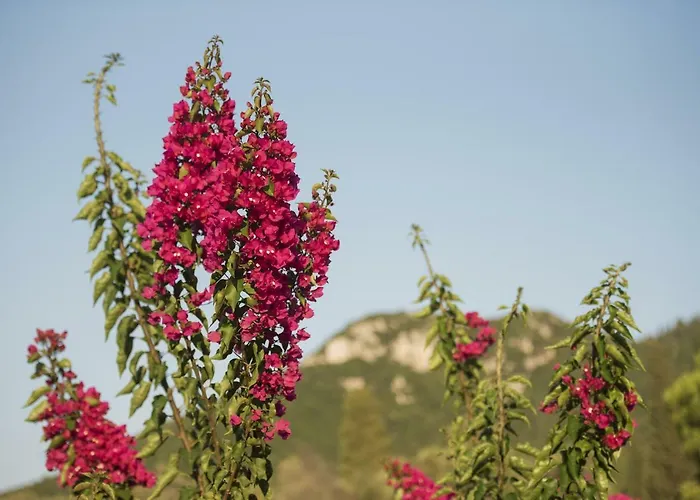 Mariza Corfu Casa de Férias