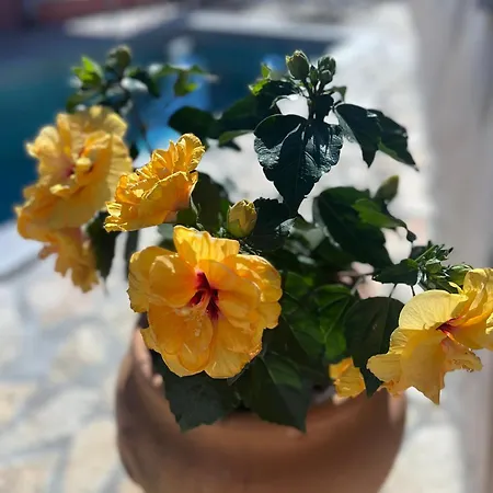 Mariza Corfu Villa Kamara (Corfu)