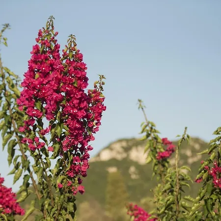 Mariza Corfu Σπίτι διακοπών